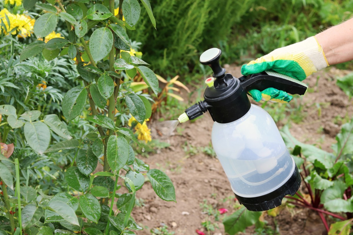 A hand holding a sprayer, spraying the leaves of a rose bush. 