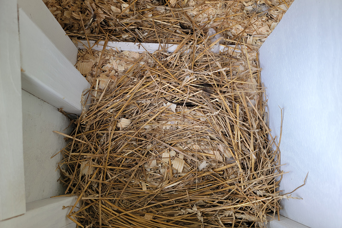 Overhead view of bedding in a nesting box. You can see that the straw has been shuffled into a circular pattern by a hen who was sitting there. 