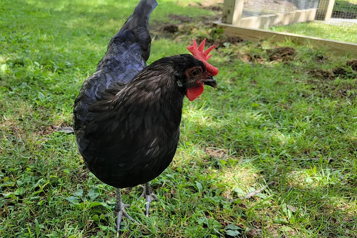 Close up photo of a Black Andalusion hen. 