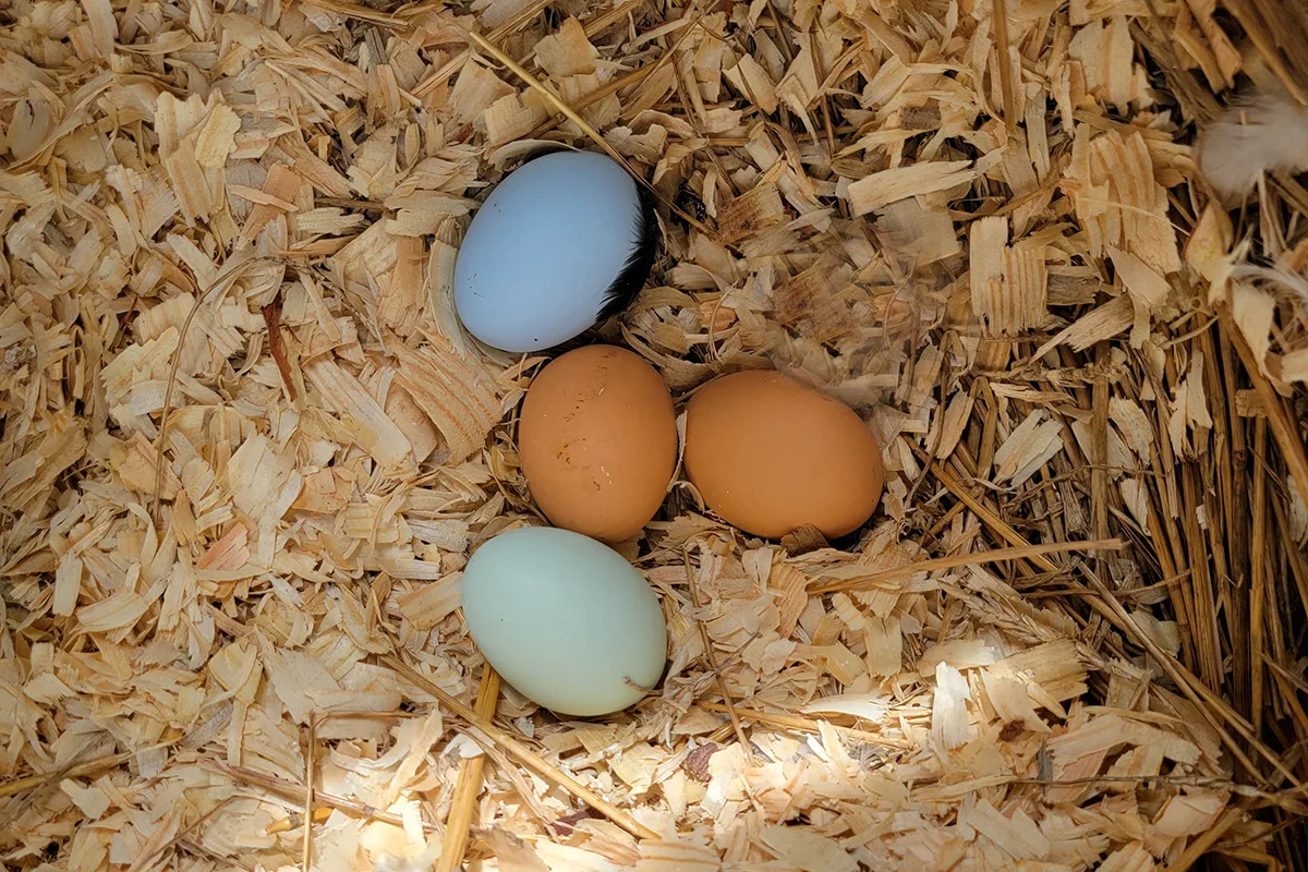Four ceramic eggs in a nesting box.