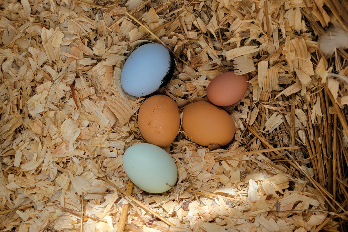 Four ceramic eggs and one freshly laid egg in the bedding of a nesting box. 