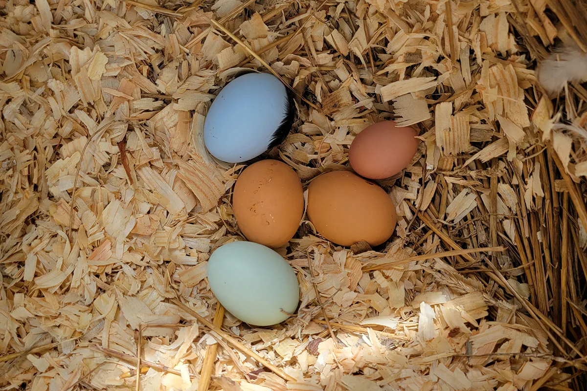6 Ways To Tell Your Chicken Will Start Laying Eggs Soon