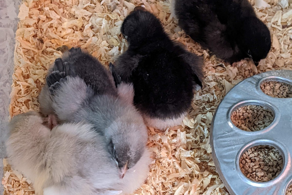 Four small chicks in a brooder, just a few days old. 