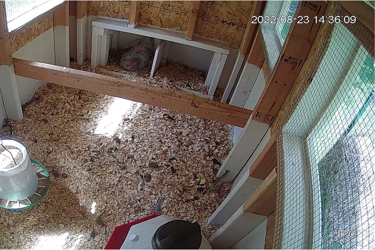 A screen shot from the author's video feed inside the coop. A blue splash maran hen is in the nest box. 