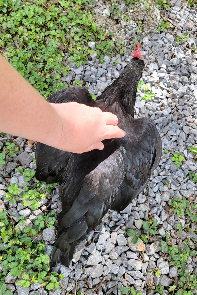 A Black Andalusion pullet squats submissively with wings spread and bottom raised slightly as the author reaches her hand toward the bird's back.