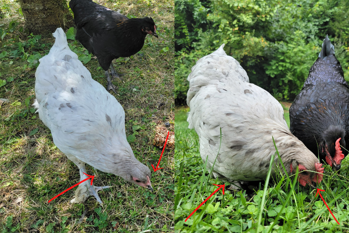 Two side-by-side photos of the same bird showing the growth that has happened in two month's time.