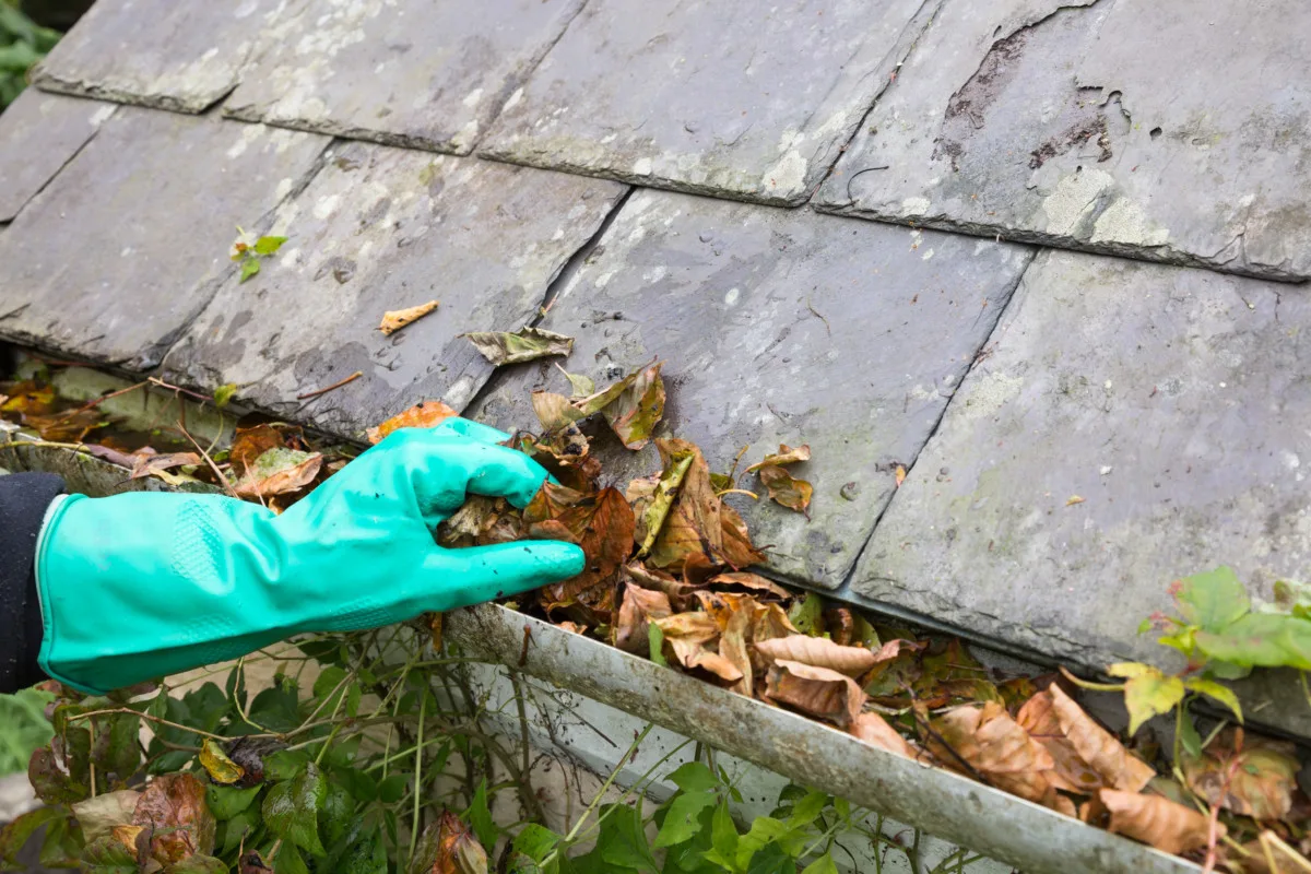 Gloved hand cleaning removing leaves from eavestrough. 