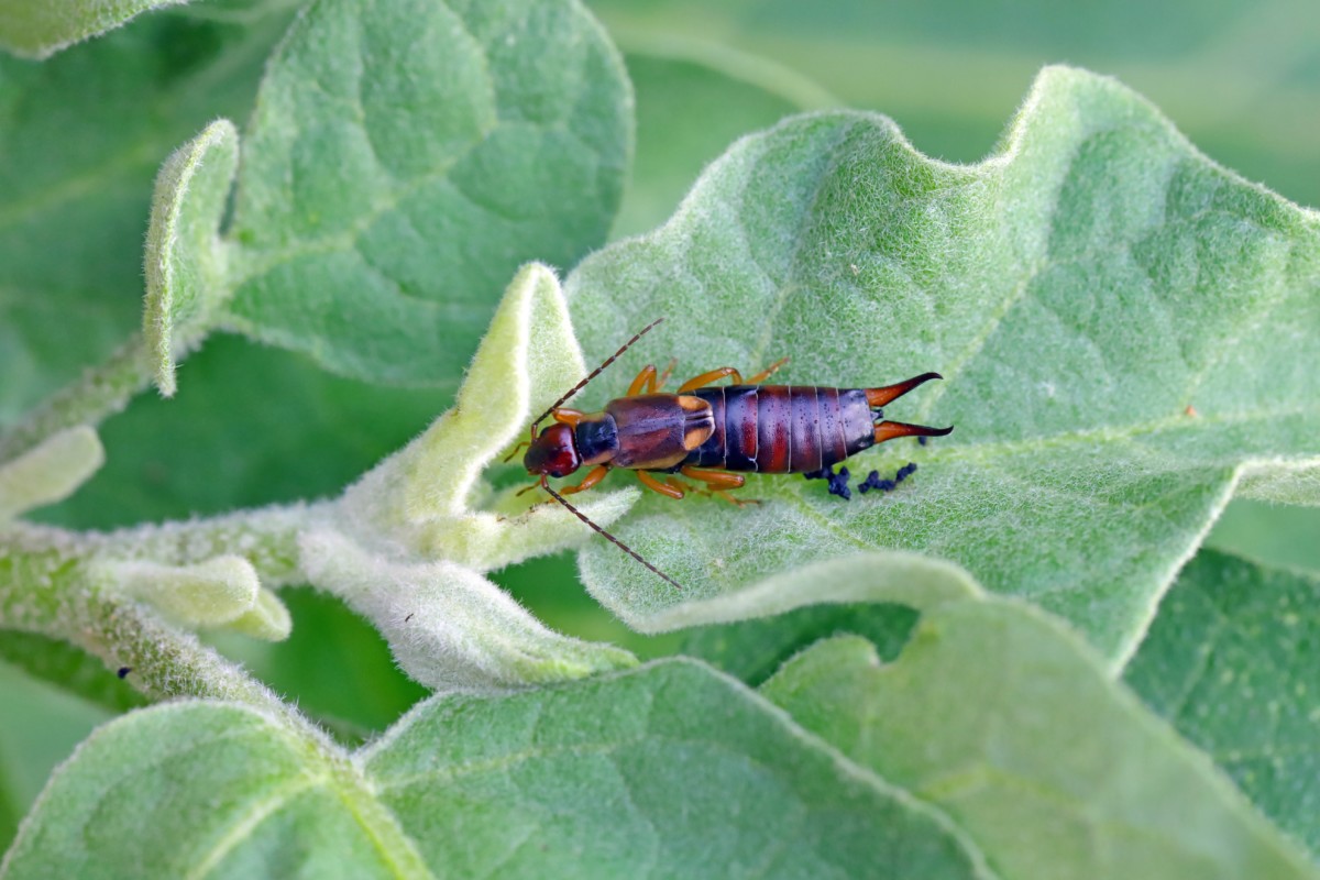 Mature earwig nibbling on a young eggplant. 