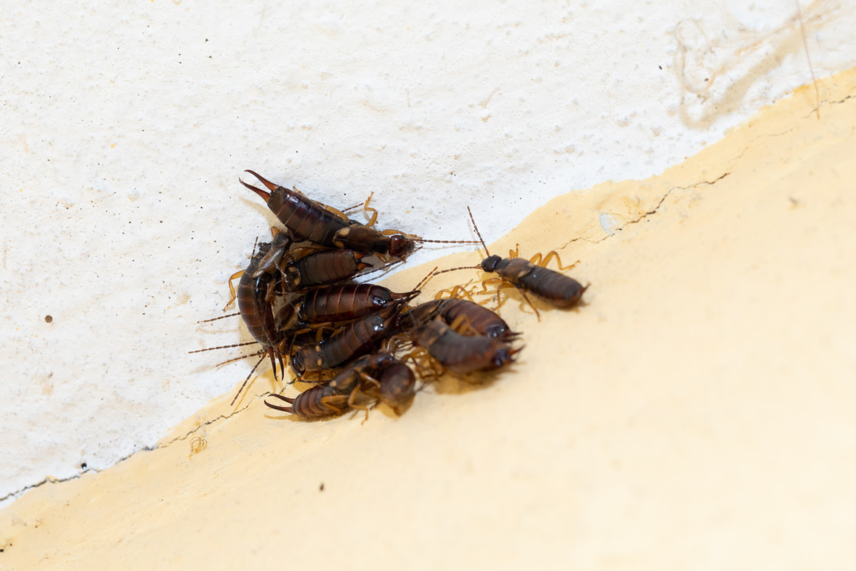 Group of earwigs clustered at the base of a wall. 