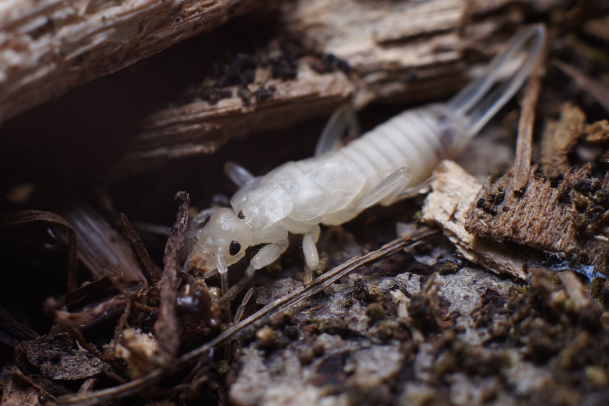 Earwig nymph after second molt. 