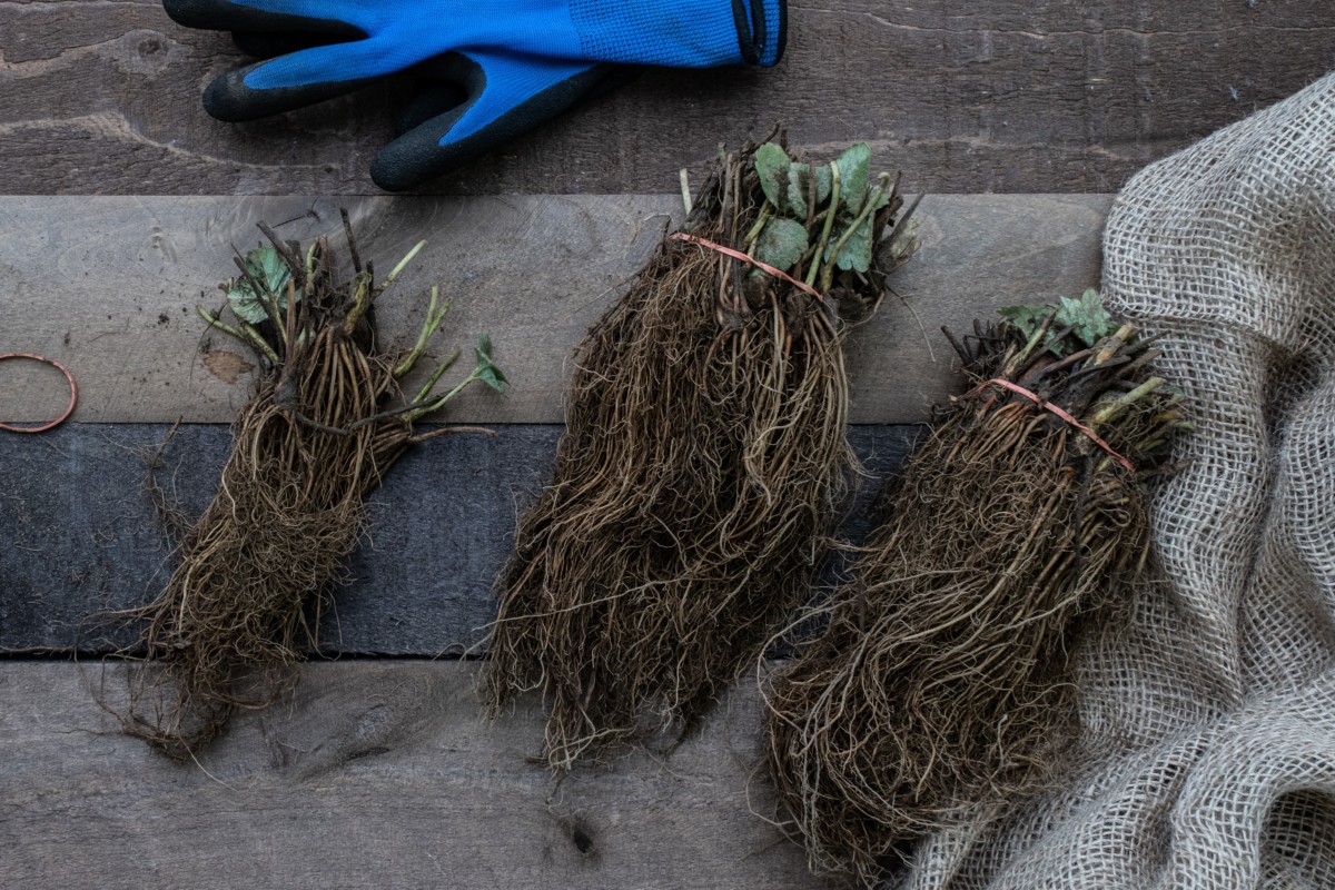 Three bunches of bare root strawberry plants on a rustic table with burlap and gardening gloves. 