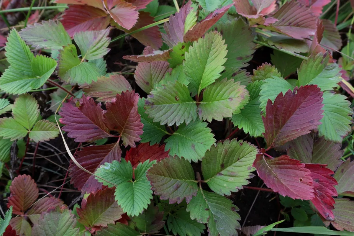 Green and burgundy strawberry plant leaves in the fall. 