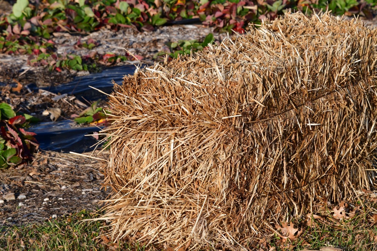 Bale of straw next to strawberry patch in the fall. 