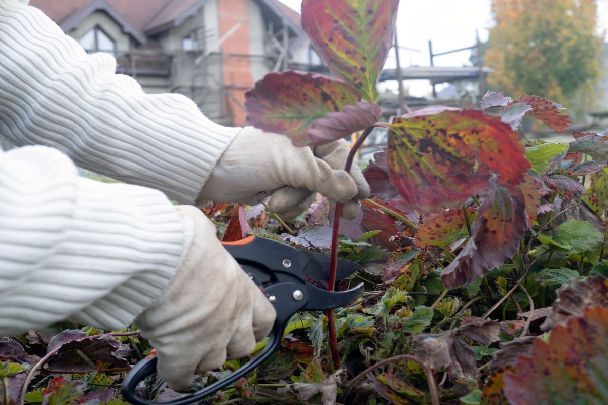 Gloved hand ready to prune strawberry leaf in the fall. 