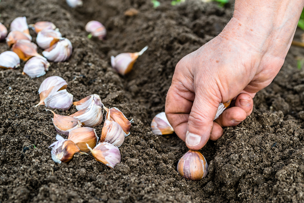 Woman's hand planting garlic. 