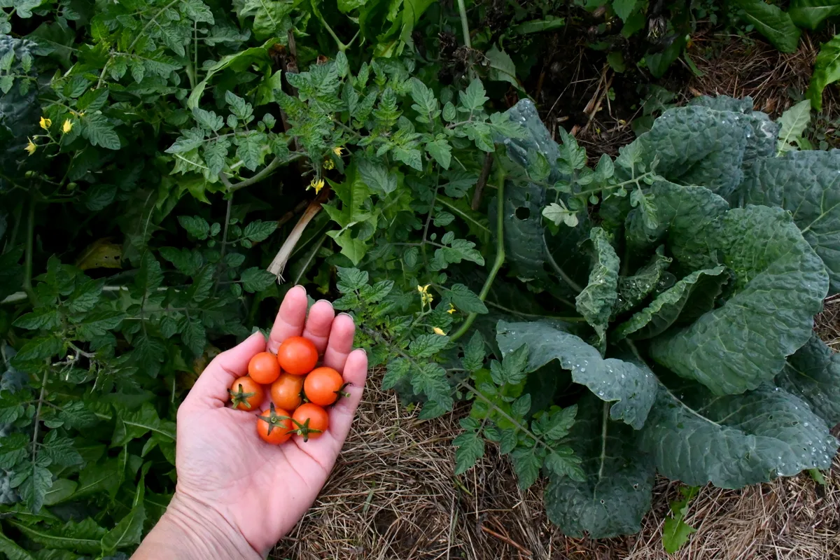 Woman's hand holding cherry tomatoes. Tomato plant is in the background.