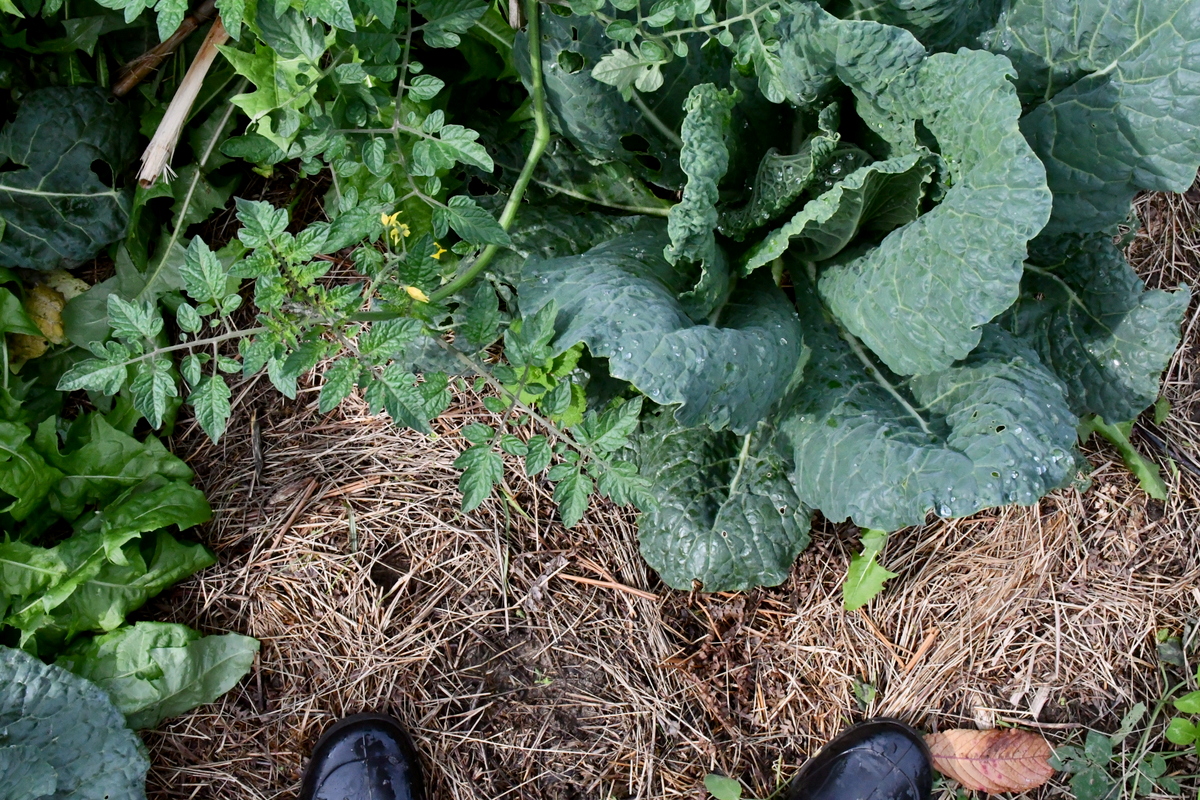 Cabbage and tomato plants growing together in the garden.