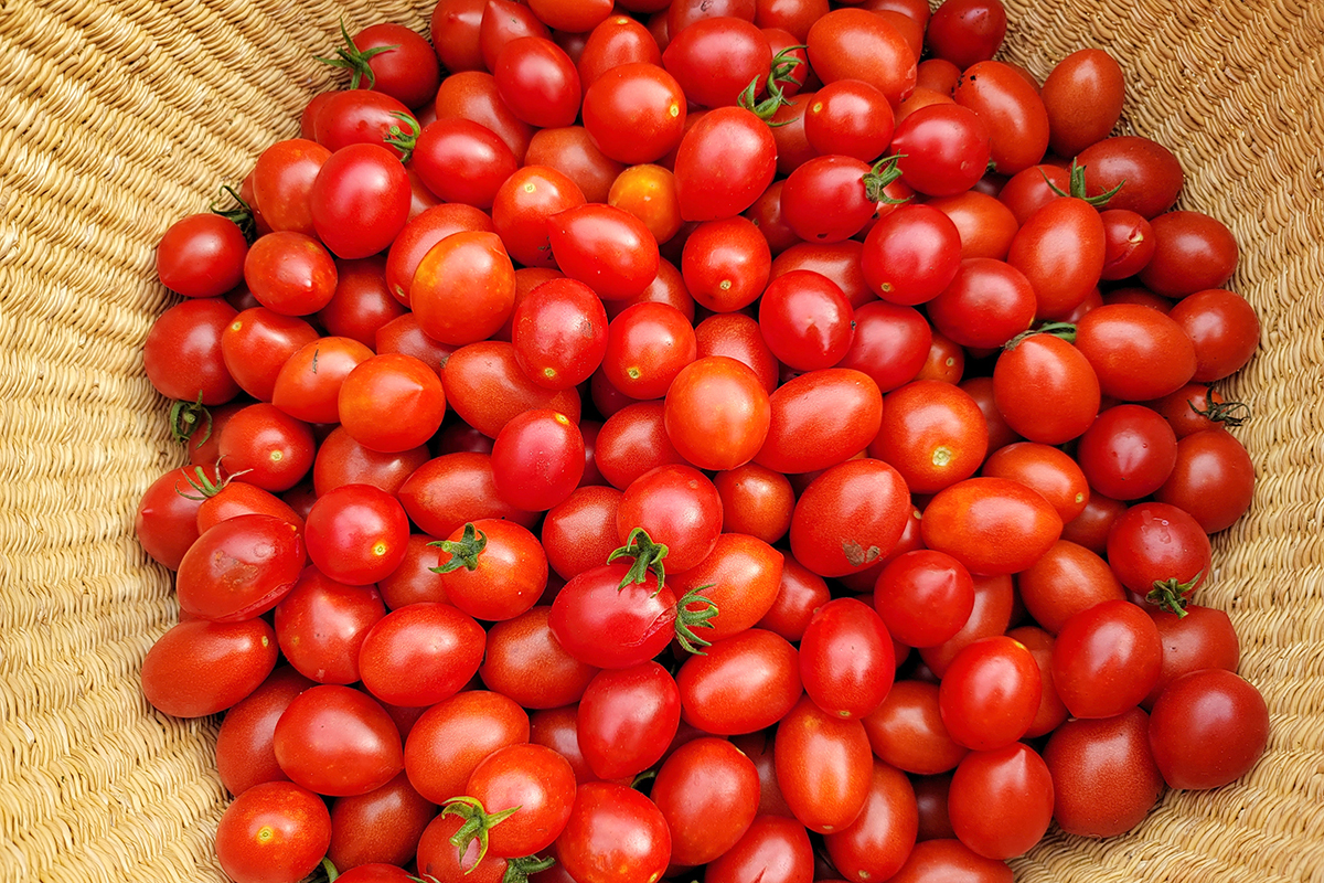 Basket filled with bright red Principe Borghese tomatoes. 