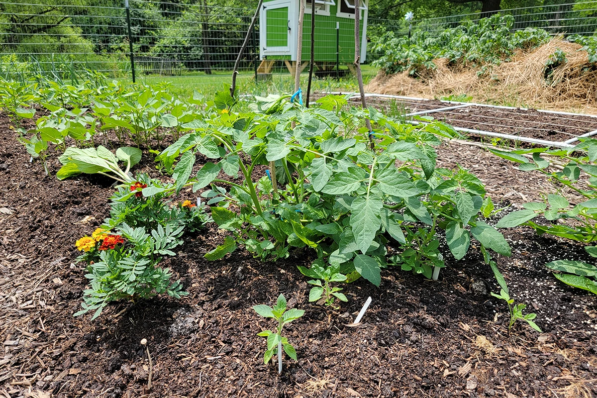 Young tomato plant with compost sprinkled on top of the soil prior to being mulched.