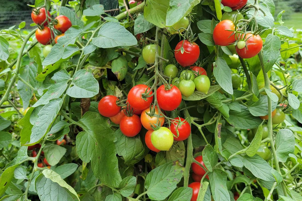 Healthy tomato plant
