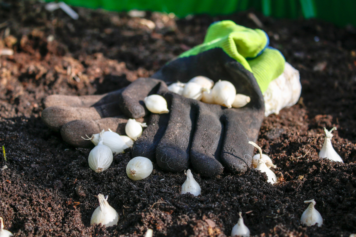 Garden glove lying on top of the soil with tiny onion bulbs sprinkled around it. 