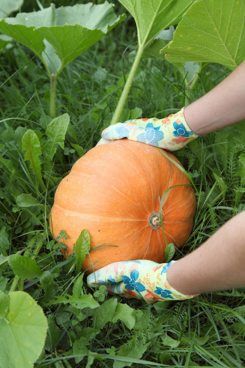 Woman's hands wearing garden gloves and holding a bright orange pumpkin on the ground. 