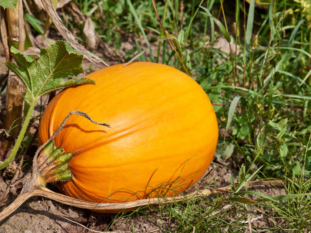 A shiny orange pumpkin attached to a browning vine.