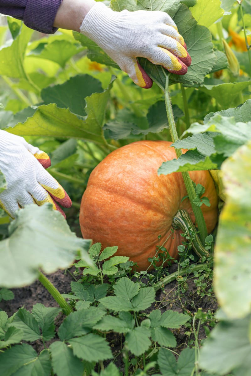 Gloved hands moving pumpkin leaves to get to a pumpkin growing among the vines.
