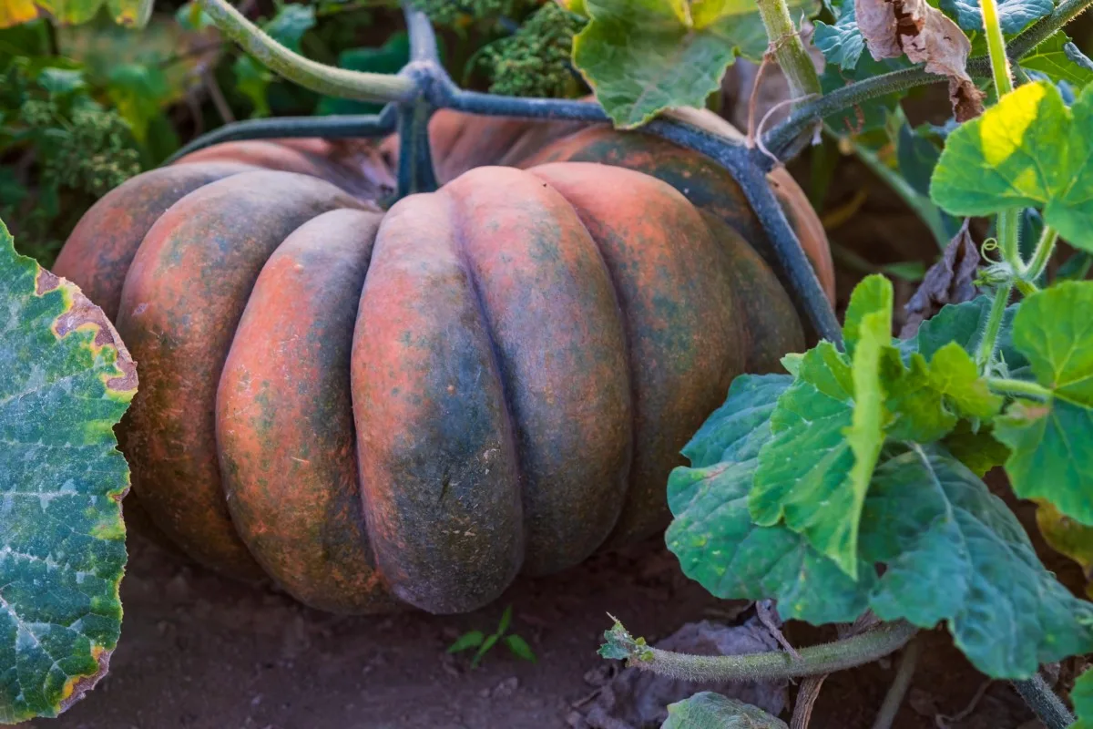 An orange and green pumpkin growing on the vine.