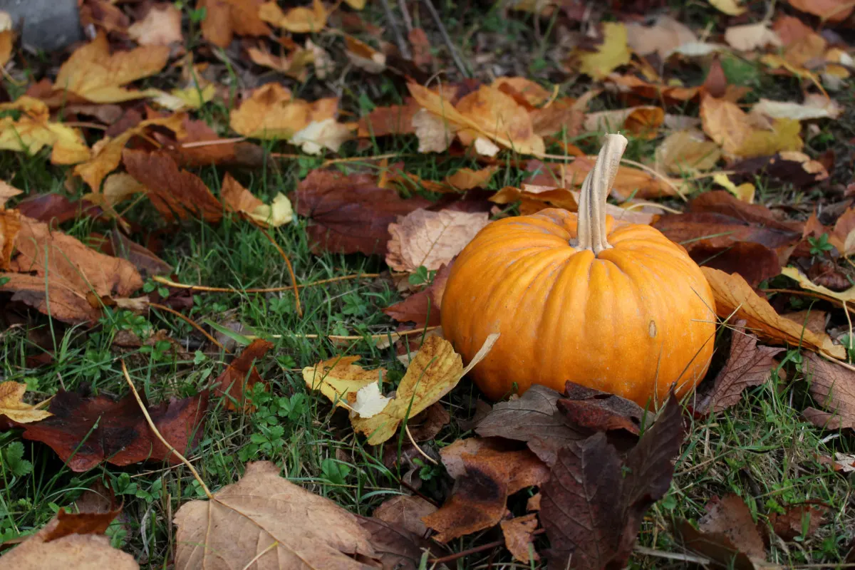 A small pumpkin sitting on the grass surrounded by fall leaves. 