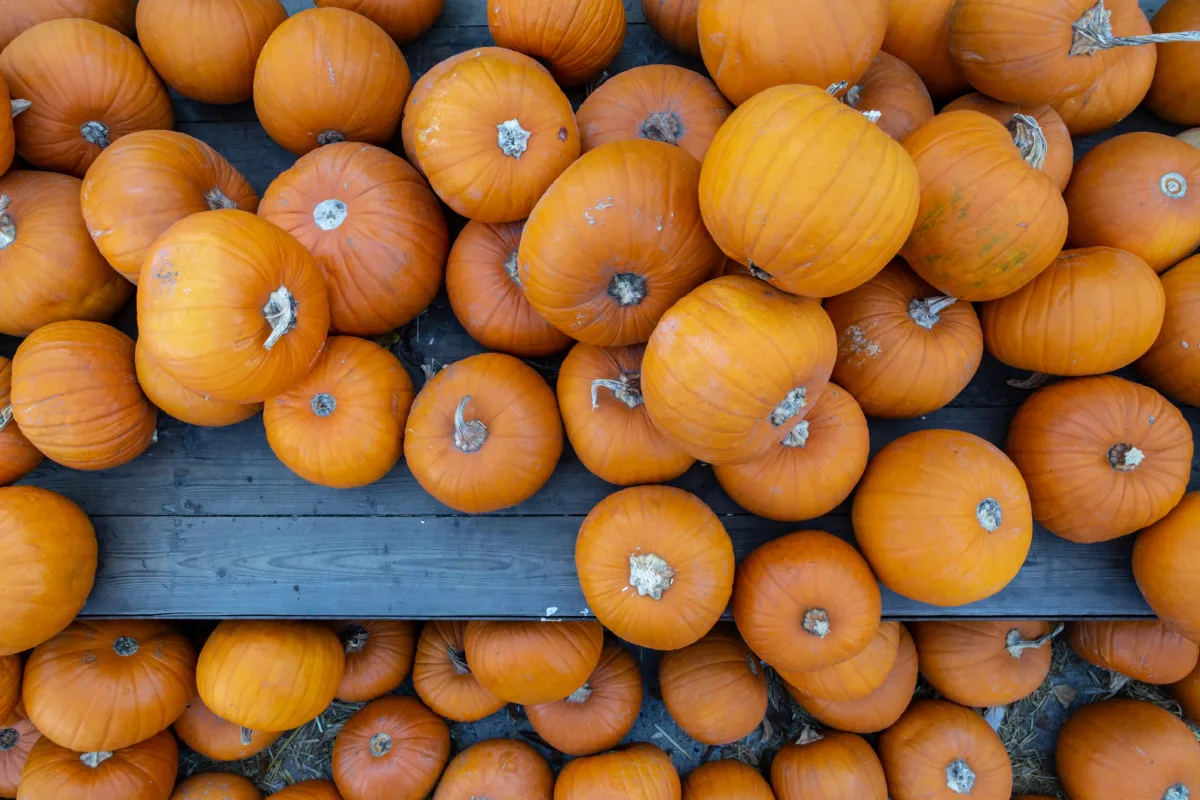 Overhead view of many pumpkins piled on a wooden surface and on the ground. 