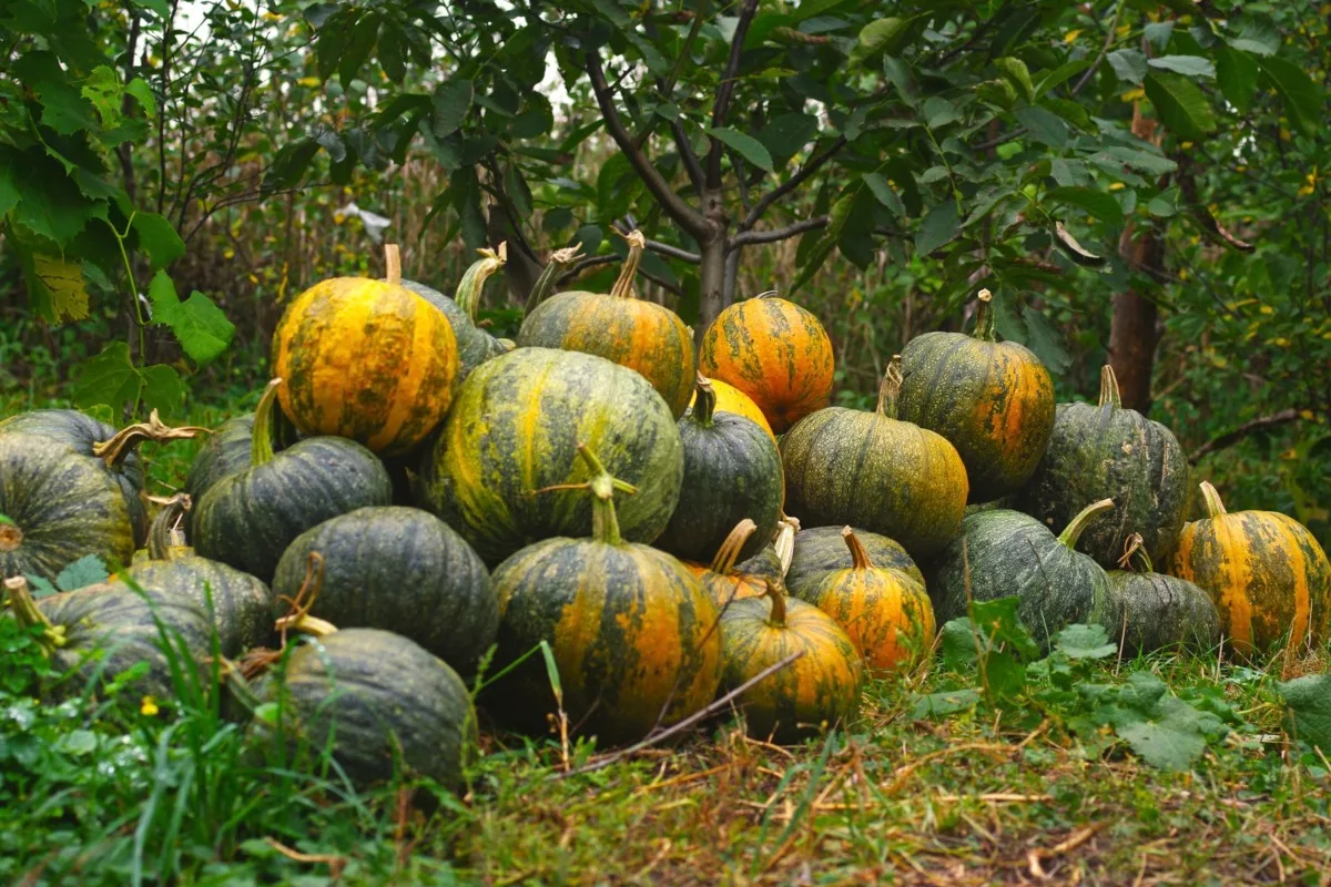 A pile of green and orange striped pumpkins in an apple orchard.