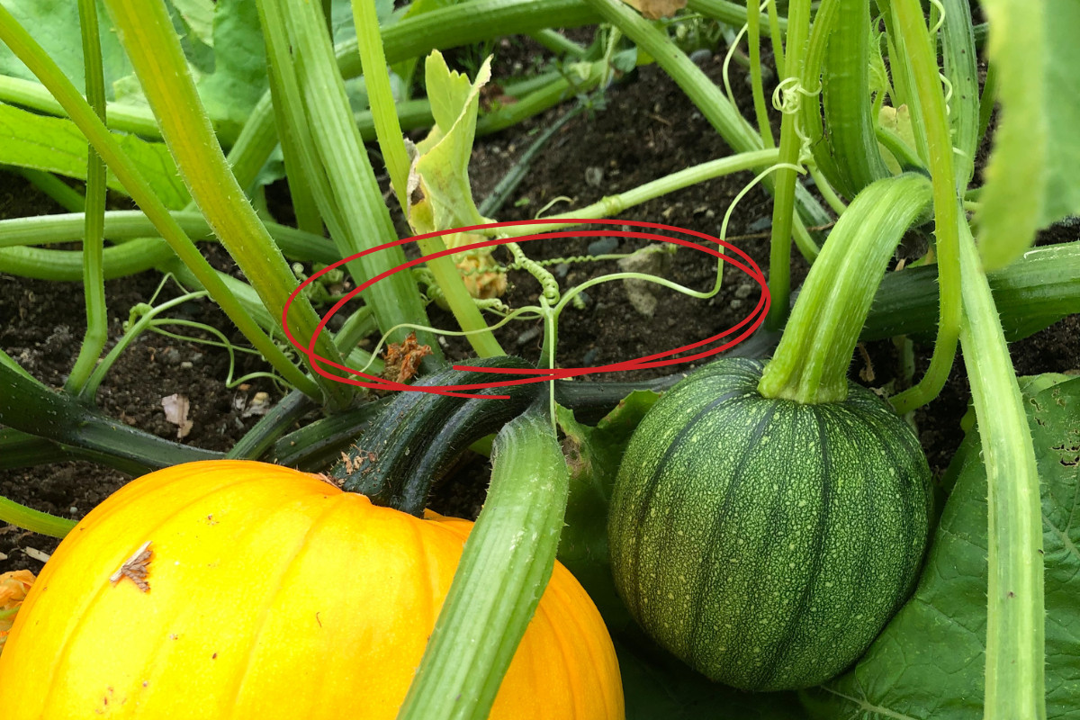 A photo of pumpkins growing on the vine with the small tendril at the of the stems highlighted in red. 