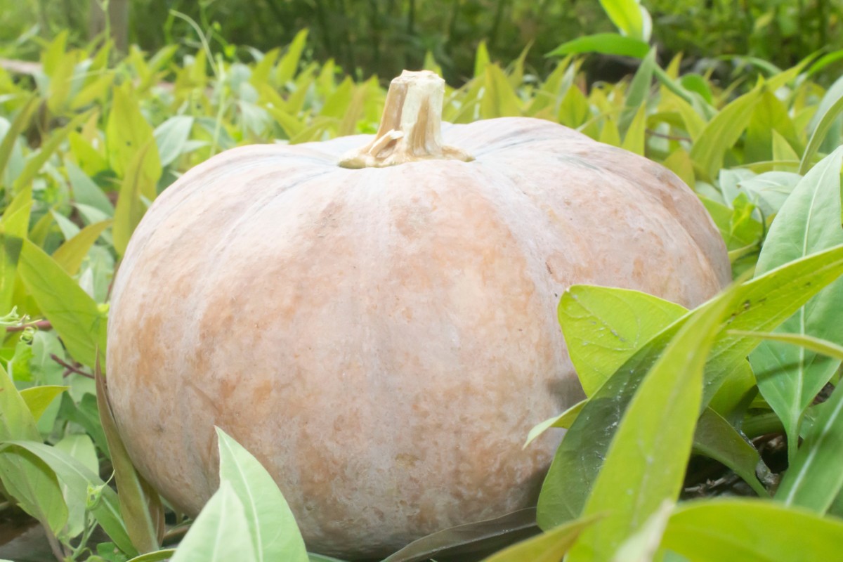 Small cheese wheel pumpkin with a visible white film on the skin.