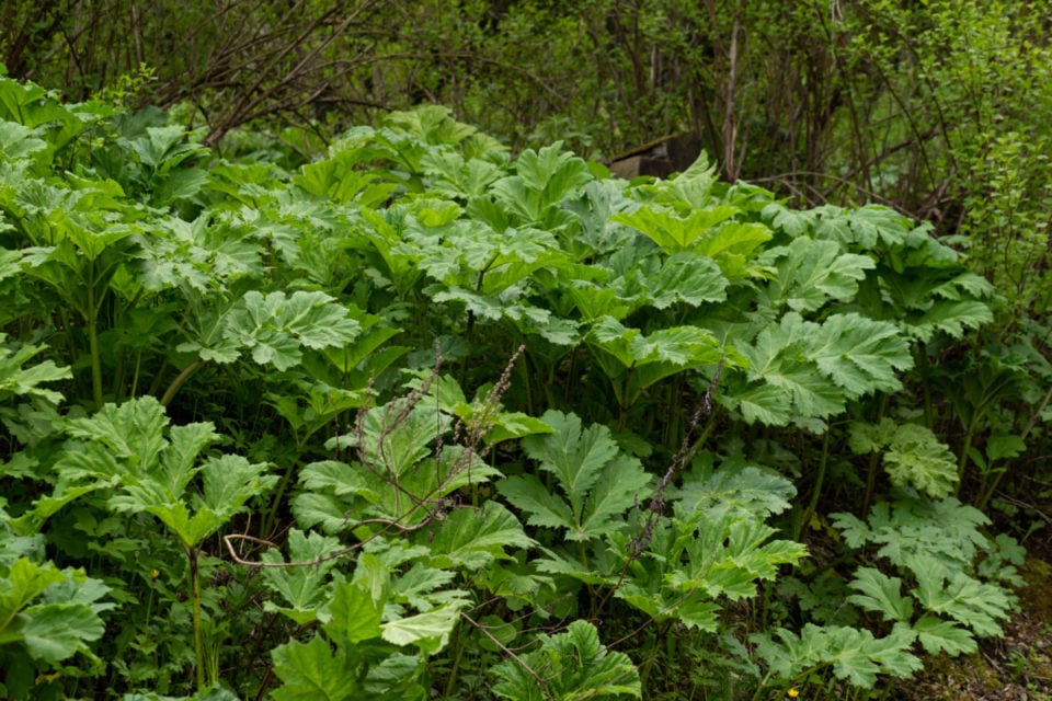 Horrifying Photos Plants Growing Under The Skin - kol0k7s