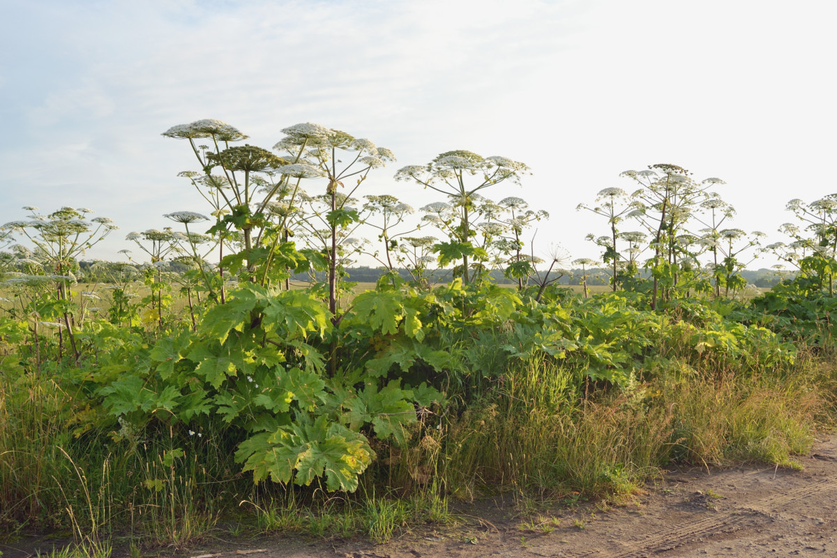 6' tall giant hogweed plants along dirt road
