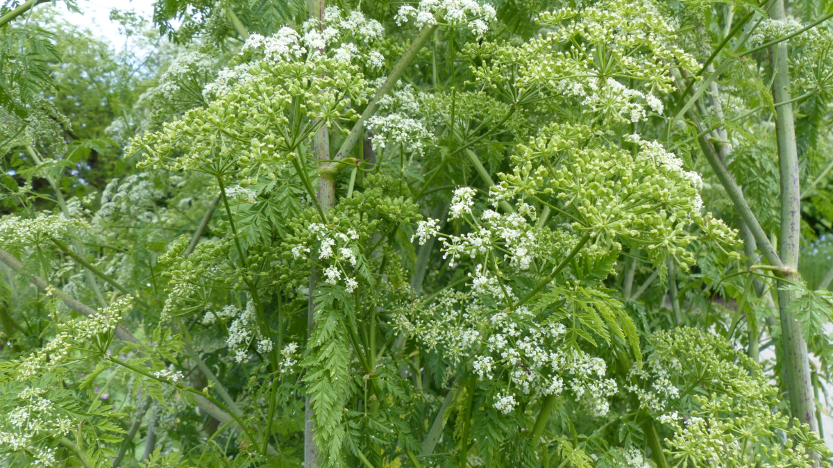 Tall, bushy poison hemlock plant