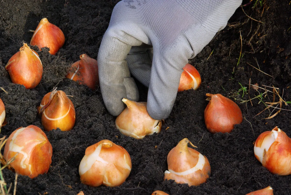 gloved  hand planting tulips