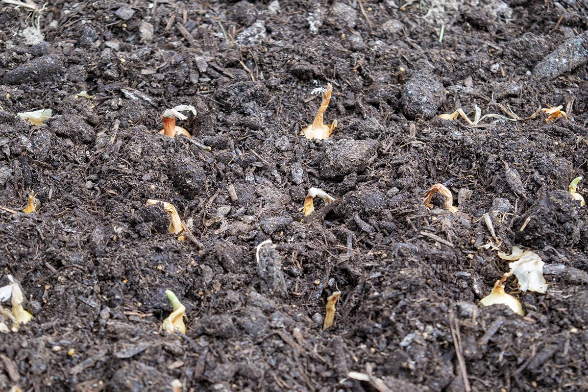 Newly planted onions in the soil