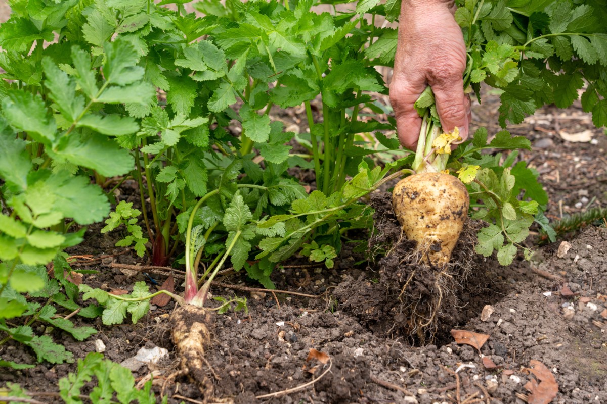 hand pulling up a parsnip from the ground