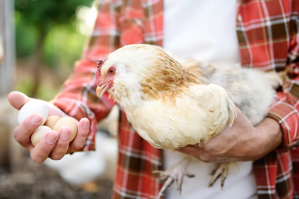 Man wearing a red flannel shirt holding a hen with several chicken eggs in his other hand. 