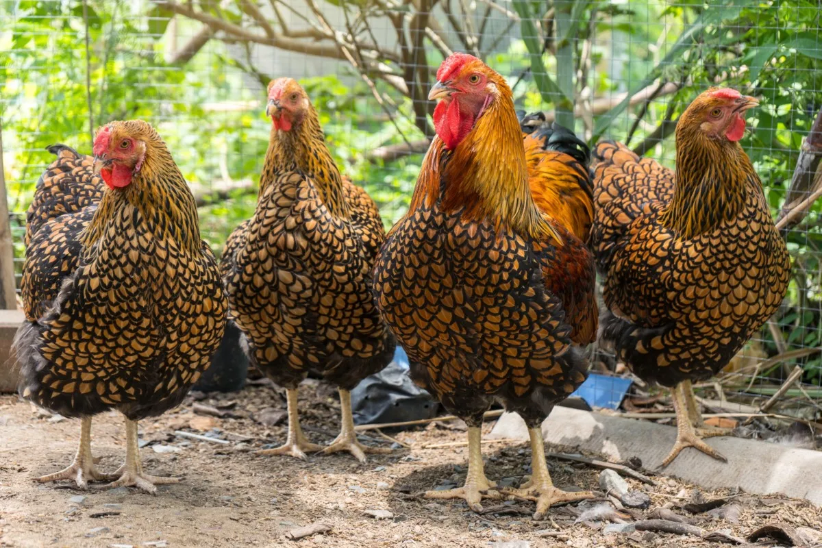 Four golden laced Wyandottes in a chicken run, three hens and one rooster. 