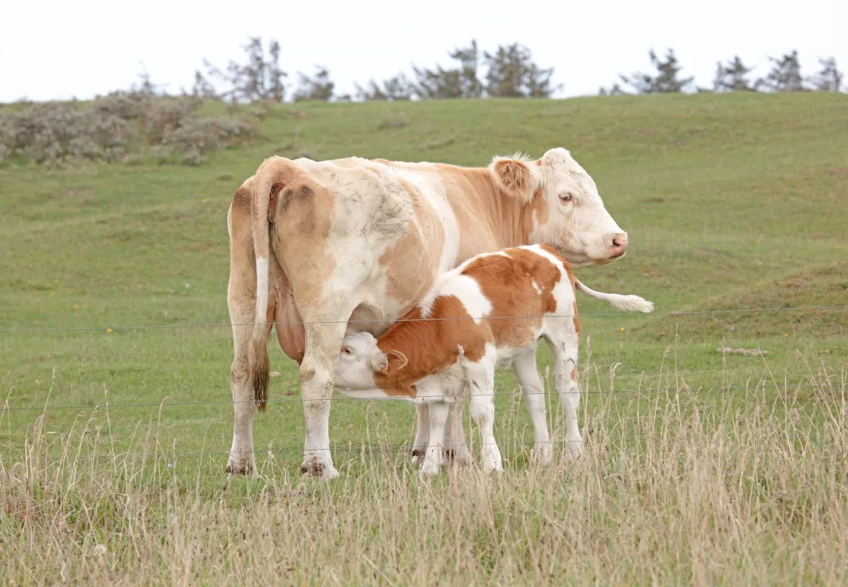 A young calf nurses from it's mother in a field. 