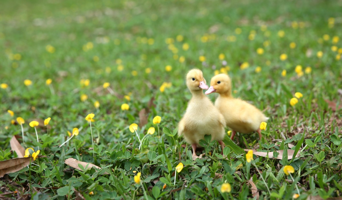 Two fluffy yellow ducklings waddling across a lawn dotted with yellow flowers. 