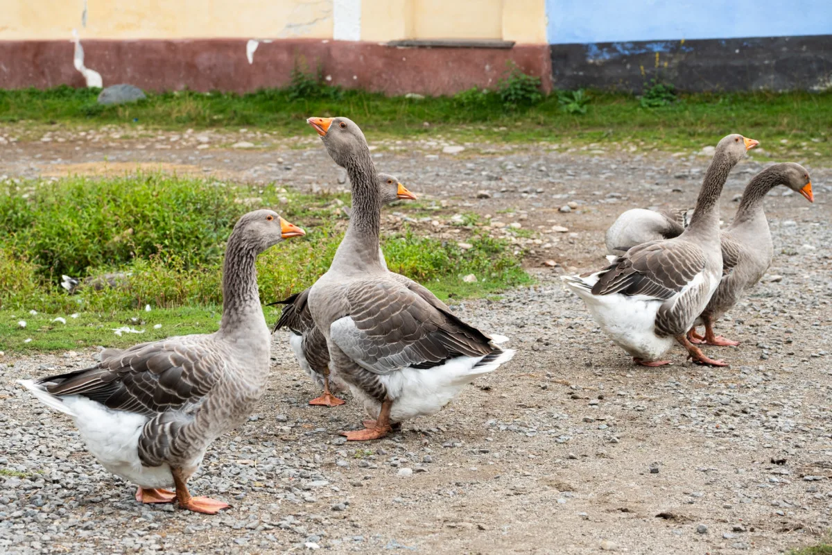 Geese on a pebbled path.