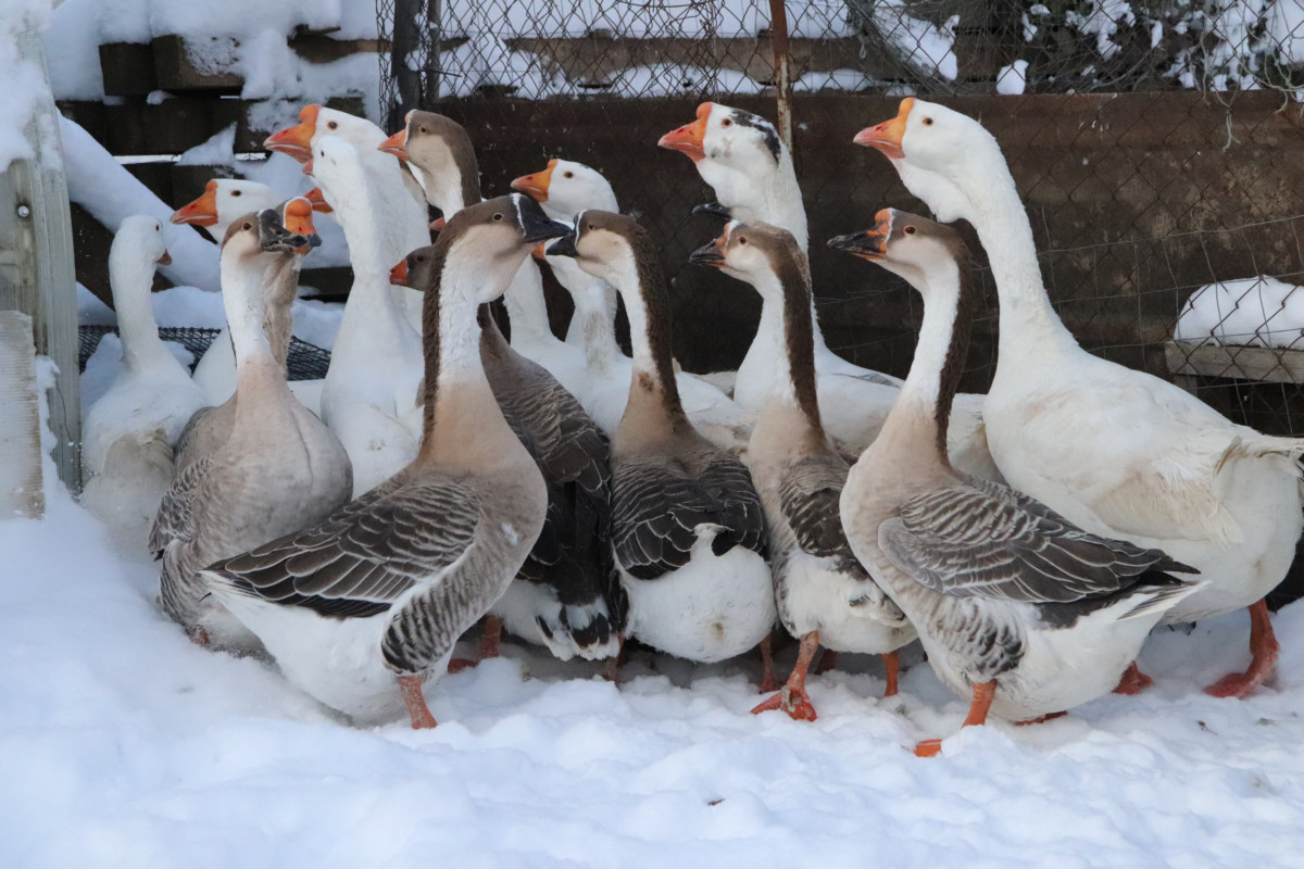 A gaggle of geese huddled together in the snow.