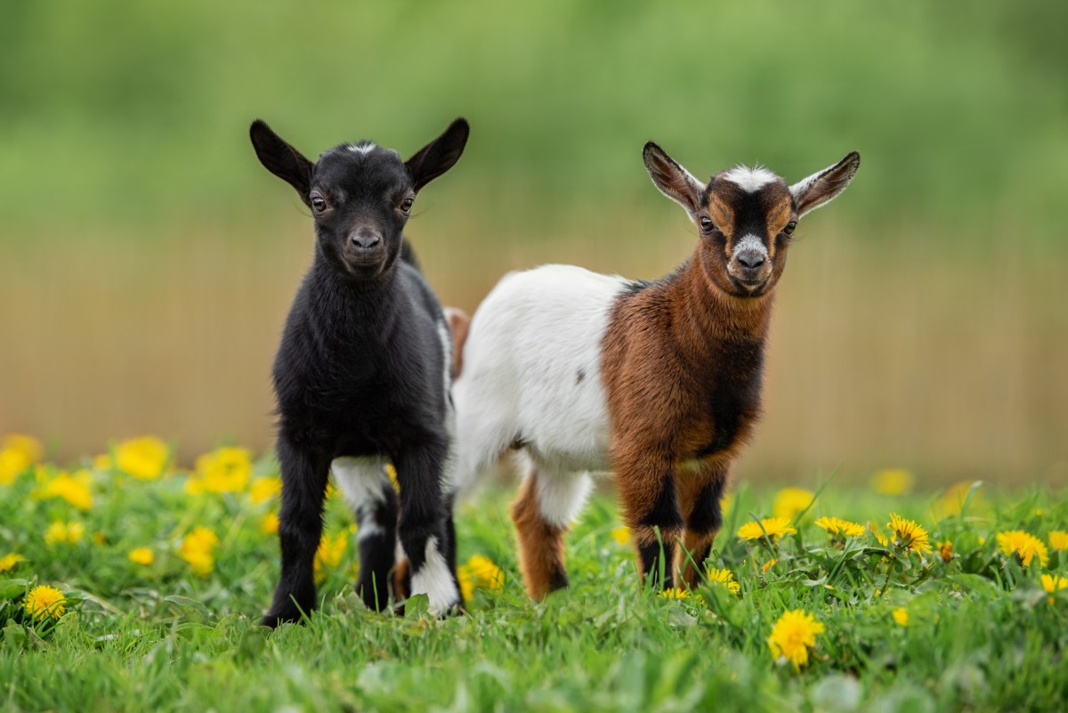 Two baby goats in a field of dandelions, soft focus background
