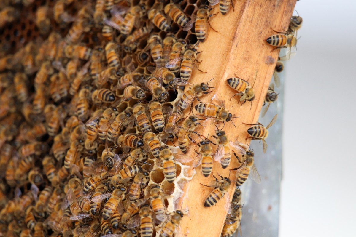Close up of bees on a slatted board covered in honeycomb. 