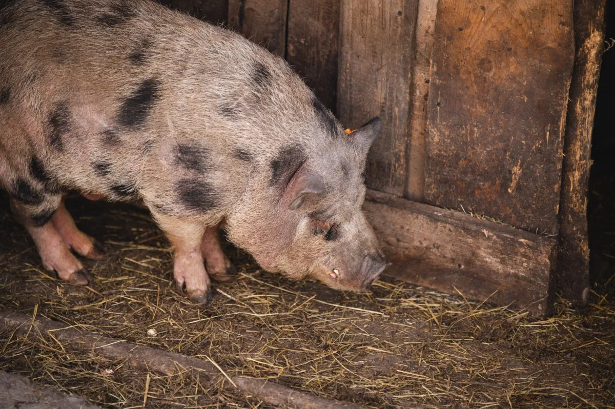 Close up of a pig inside a barn.