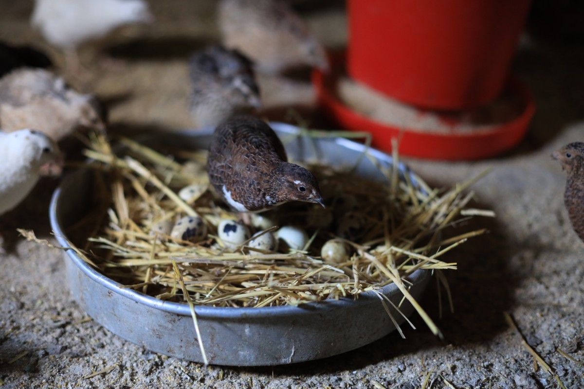 Quail standing on a nest above several tiny quail eggs, other quail and a feeder are in soft focus